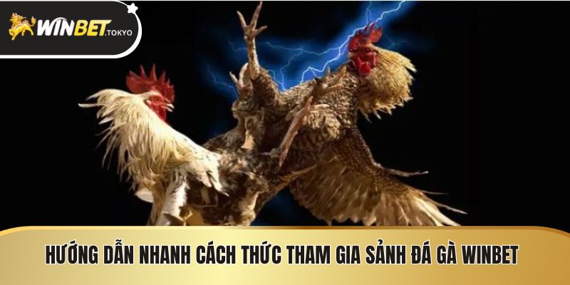 Hướng dẫn nhanh cách thức tham gia Sảnh đá gà Winbet