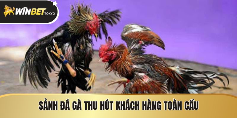 Sảnh đá gà thu hút khách hàng toàn cầu